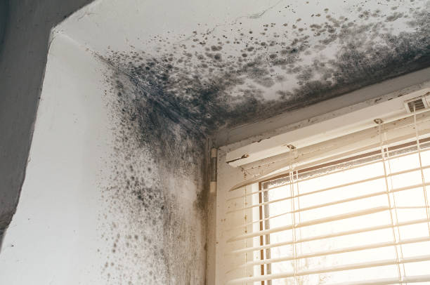 Affordable Basement Mold Remediation solutions in Aspers, PA