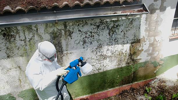 Top rated local Basement Mold Remediation specialists in Aspers, PA